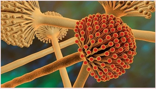 赭曲霉毒素A的危害