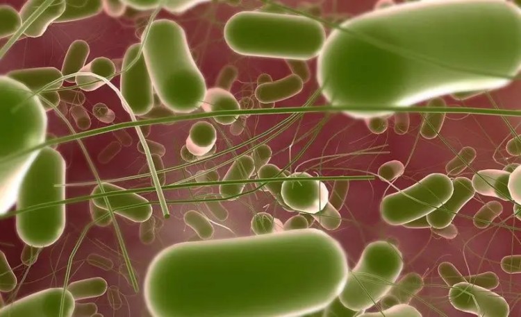 沙門氏菌是最常見(jiàn)的病原體之一