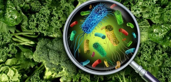 常見的衛生指示菌主要分為三類